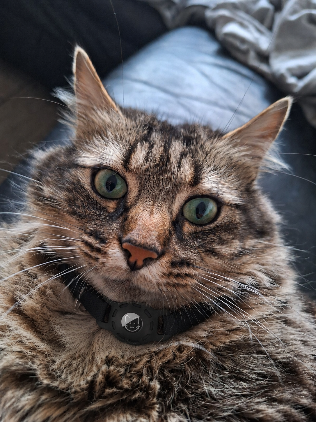 Collier Chat Compatible Tracker