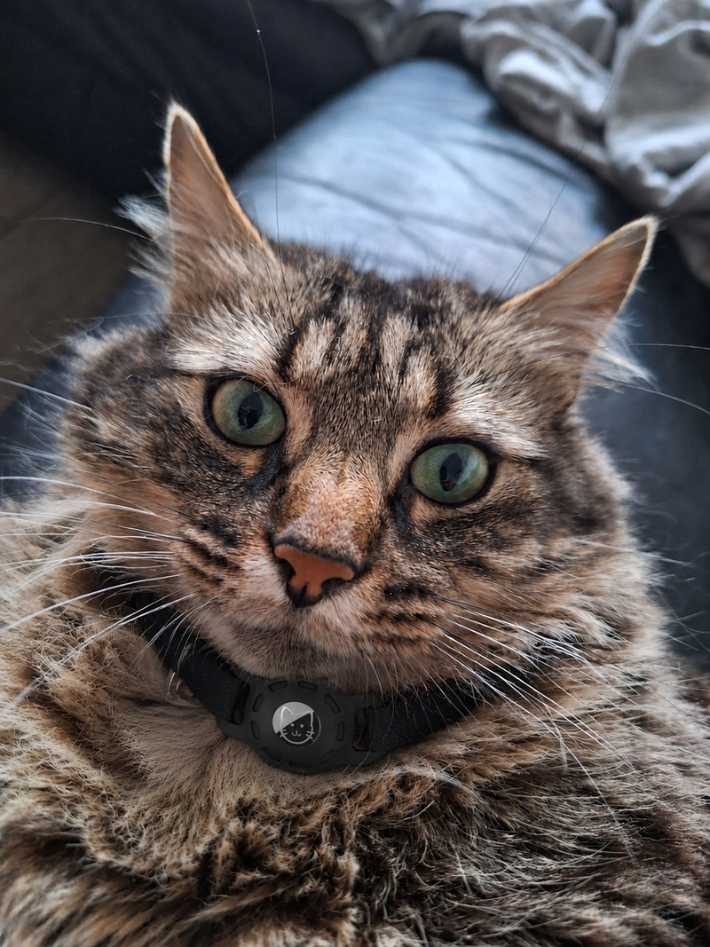 Collier Chat Compatible Tracker